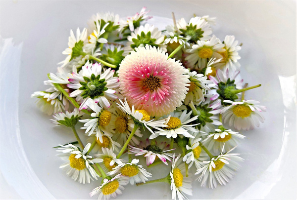 Gänseblümchensalat
