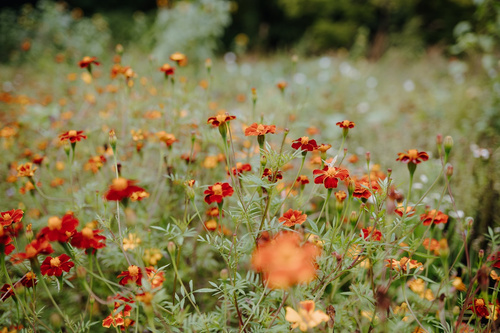 KI generiert: Wiese mit vielen orange-roten Blumen in unscharfem Hintergrund.