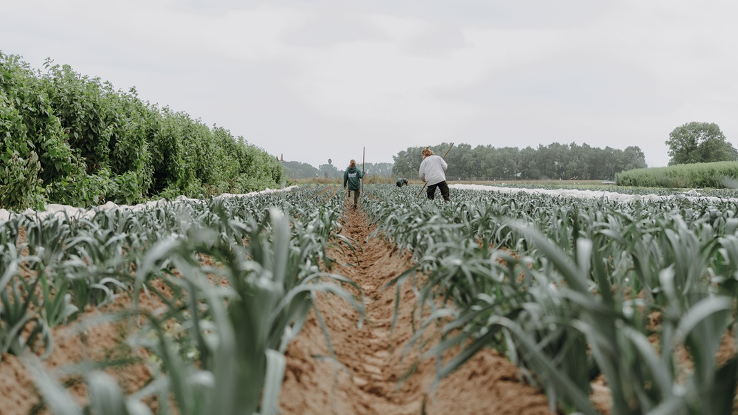 KI generiert: Zwei Personen arbeiten in einem Feld mit Reihen von Pflanzen.
