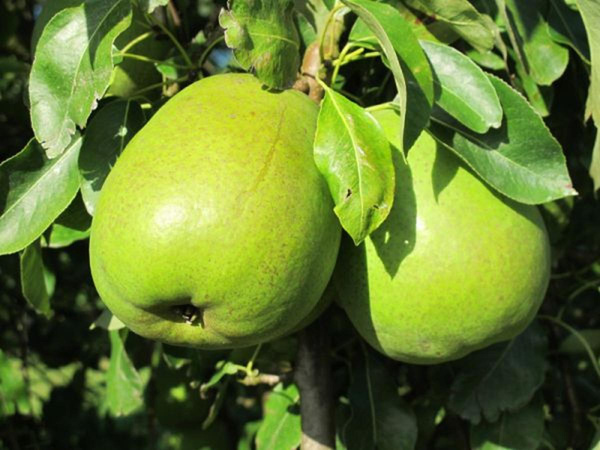 Produktfoto zu Kiste: Birne, Alexander L. 8kg