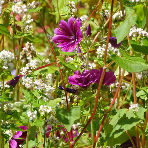 KI generiert: Bunte Wildblumen und Blätter in Nahaufnahme. Kein Text vorhanden.