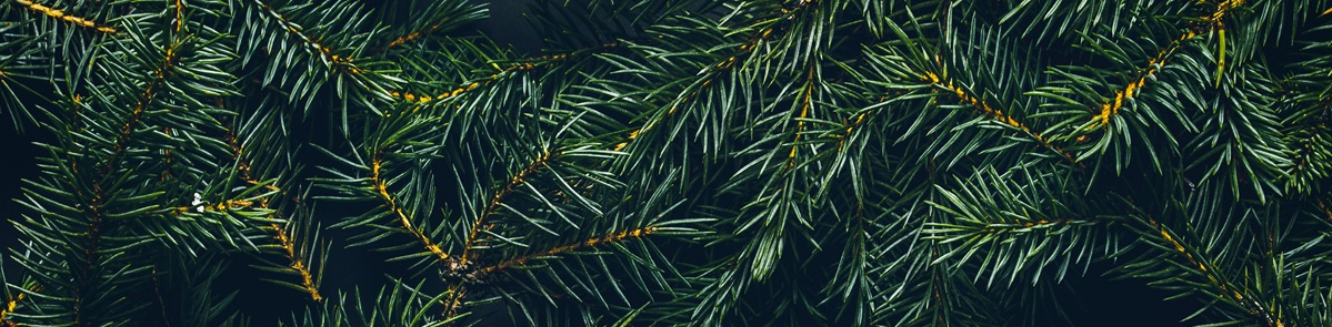 Bio-Weihnachtsbäume Hofgut Schulze Buschhoff