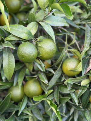 grüne Orangen