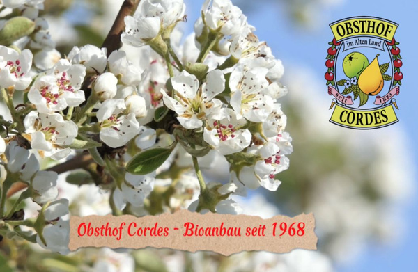 KI generiert: Weiße Blüten mit Obsthof Cordes Logo. Text: "Obsthof Cordes - Bioanbau seit 1968".