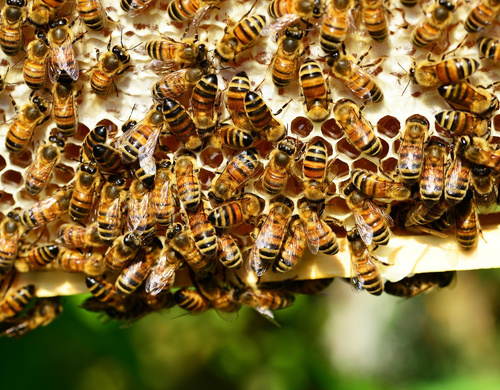 Honigbienen