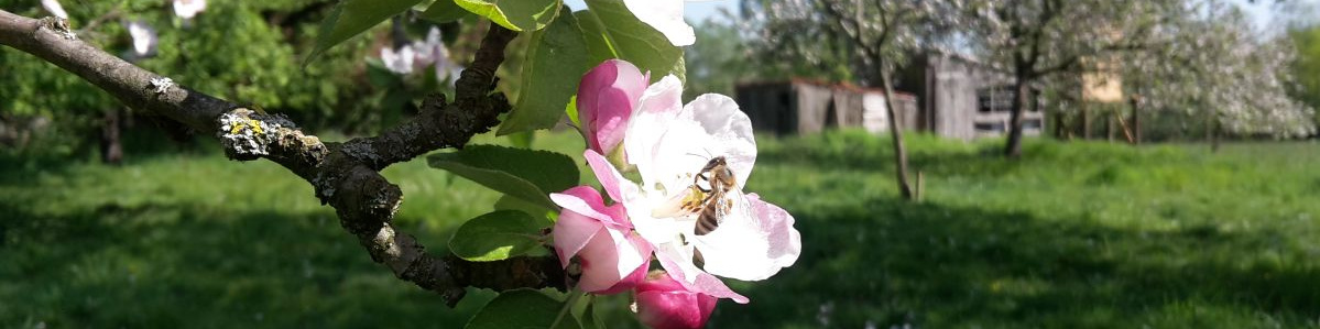 Honigbiene an apfelblüte