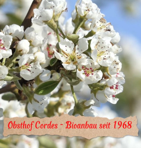 Obstbaumblüte auf dem Obsthof Cordes