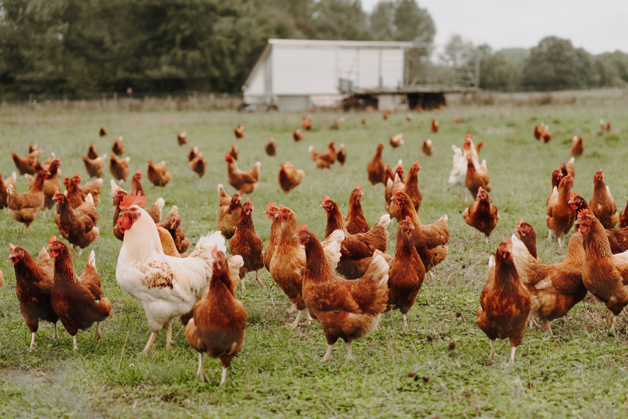KI generiert: Viele Hühner laufen frei auf einer grünen Wiese, mit einem weißen Hühnerstall im Hintergrund.