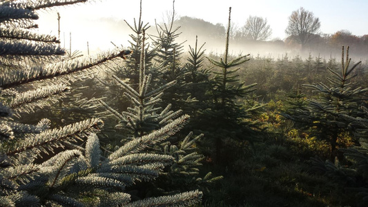 Start Weihnachtsbaumverkauf