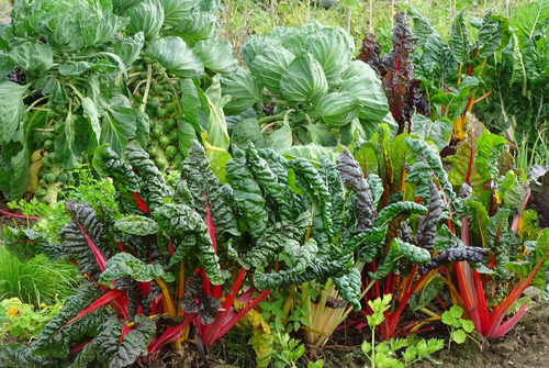 Genussgarten Mangold