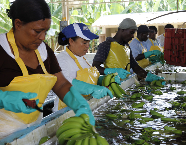 Bananenstauden werden gewaschen