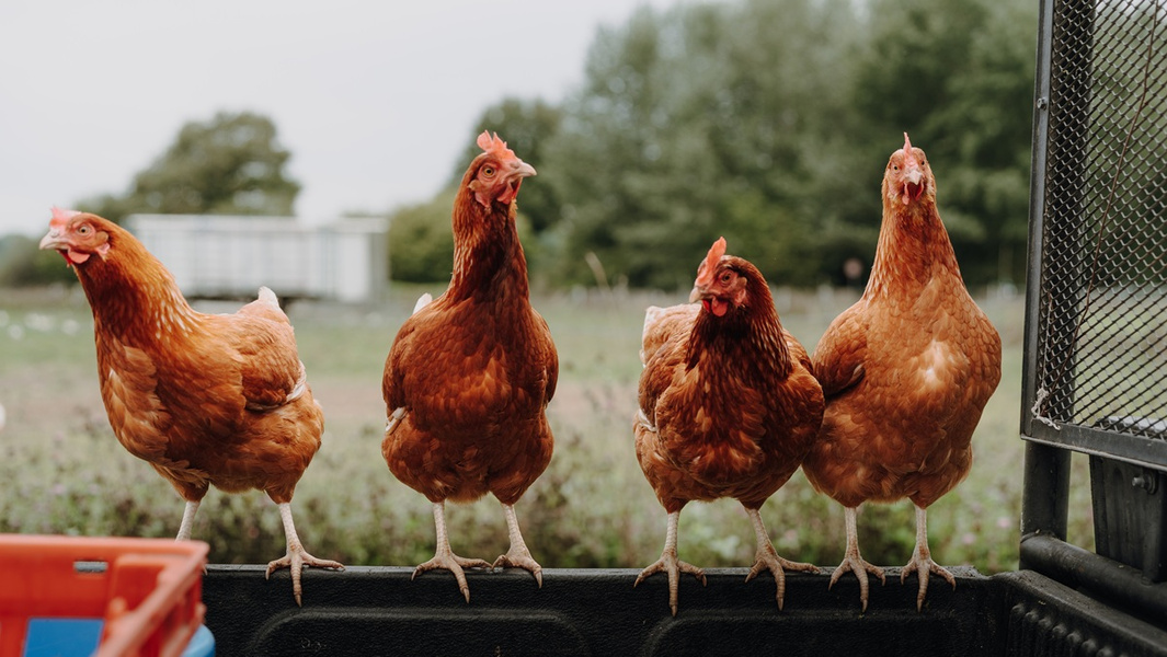 KI generiert: Vier Hühner sitzen nebeneinander; ländliche Umgebung im Hintergrund.