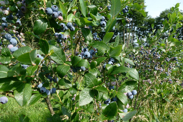 KI generiert: Auf dem Bild sind mehrere Heidelbeersträucher mit reifen Früchten zu sehen. Die Sträucher befinden sich in einer grünen Umgebung unter freiem Himmel.