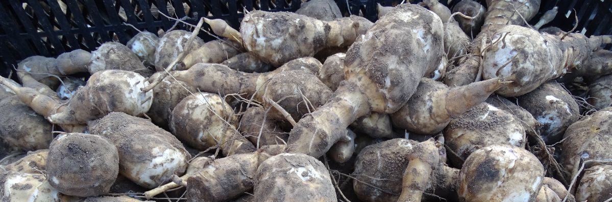 Topinambur vom Acker