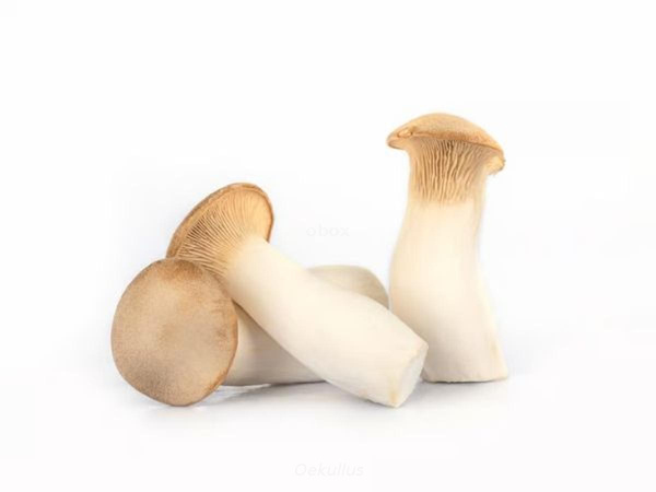 Produktfoto zu Kräuterseitlinge