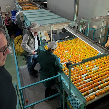 KI generiert: Das Bild zeigt eine Produktionslinie in einer Fabrik, in der Arbeiter Orangen an einem Förderband sortieren. Der Hauptinhalt ist der Prozess der Obstverarbeitung mit mehreren Personen, die an der Qualitätskontrolle beteiligt sind.