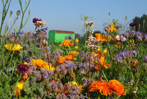 Genussgarten Schuppen