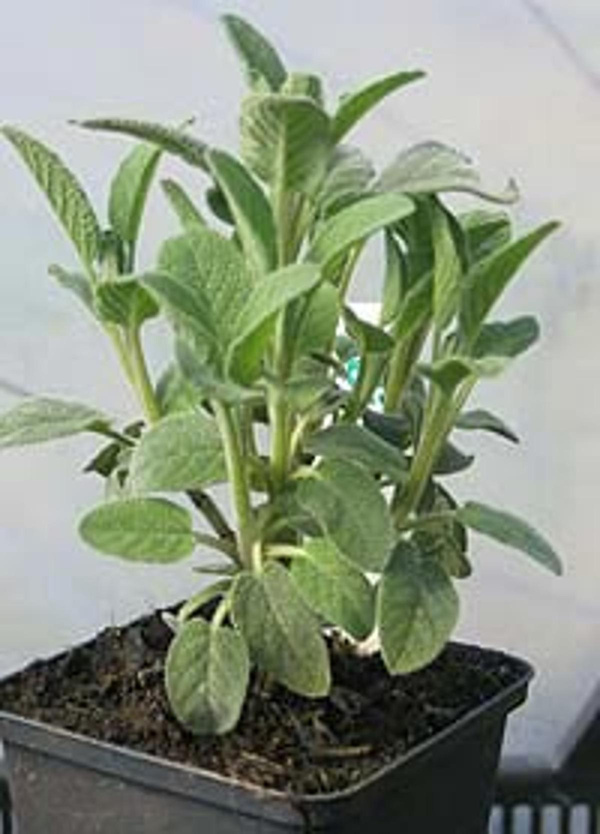 Produktfoto zu Topf Gartensalbei