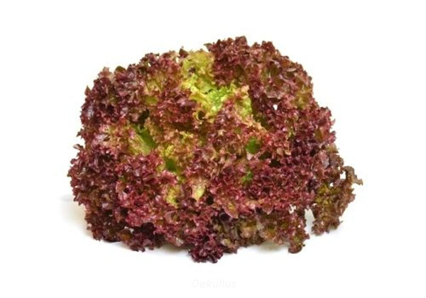 Produktfoto zu Salat, Lollo Rosso