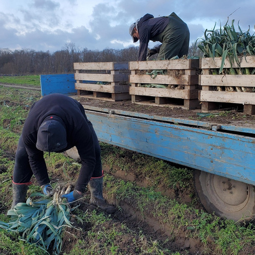 KI generiert: Das Bild zeigt zwei Personen, die auf einem Feld Lauch ernten und das Gemüse auf einem Anhänger stapeln. Sie sind bei der Arbeit auf einer landwirtschaftlichen Fläche.