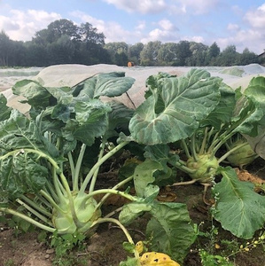 Kohlrabi