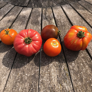 Tomatenvielfalt