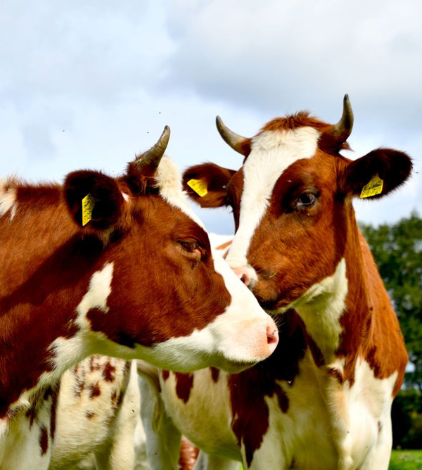 KI generiert: Zwei rot-weiße Kühe stehen auf einer Weide und berühren sich mit den Köpfen.