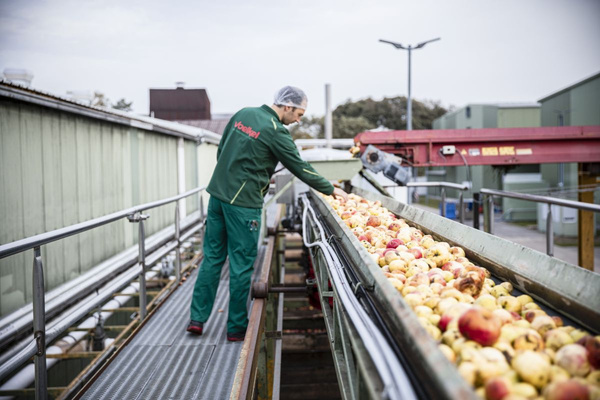 KI generiert: Das Bild zeigt eine Person, die an einem Förderband arbeitet, auf dem zahlreiche Äpfel transportiert werden. Die Szene spielt sich in einer industriellen Umgebung ab.
