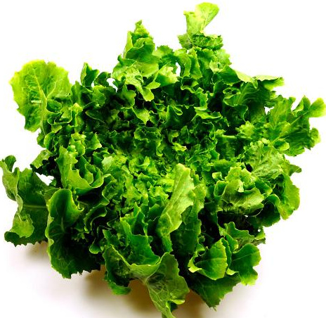 Endiviensalat