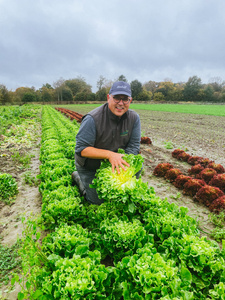 Endiviensalat Jörg Acker