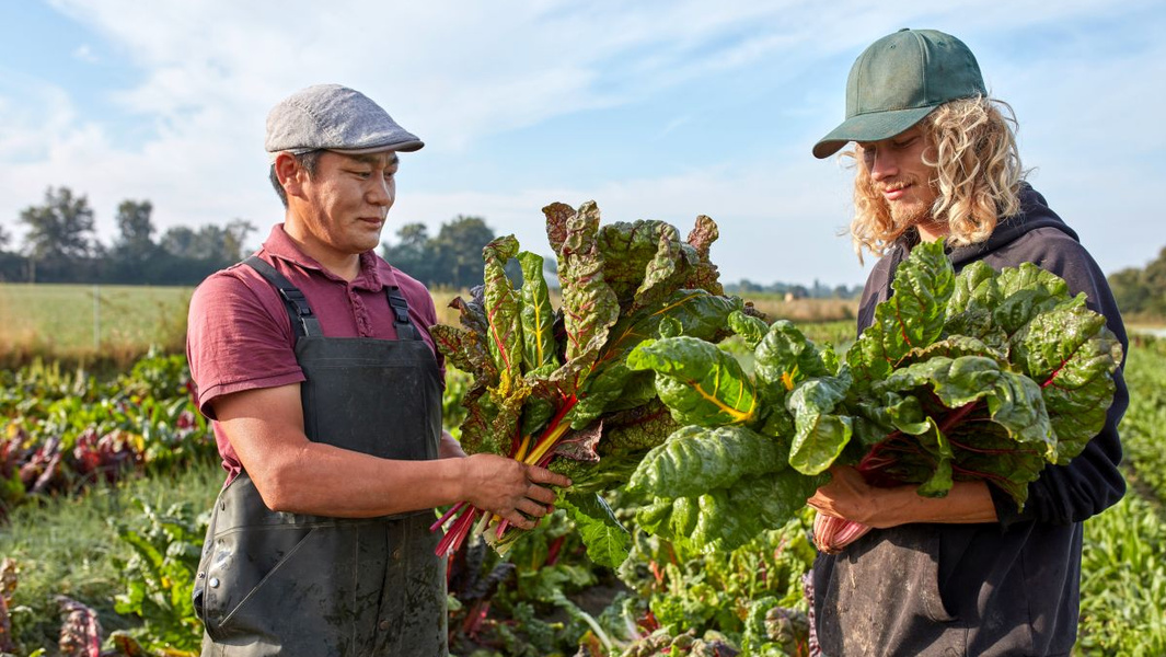 KI generiert: Zwei Personen ernten frischen Mangold auf einem Feld.