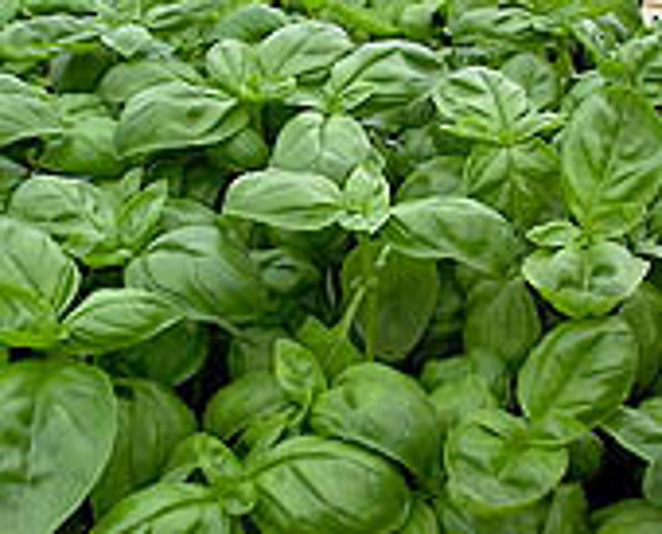 Produktfoto zu Topf Basilikum