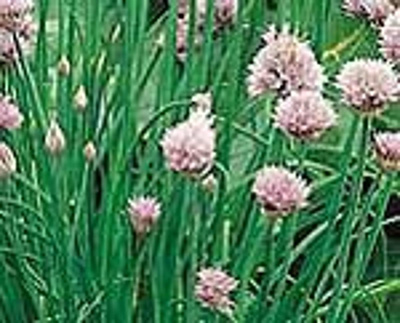 Produktfoto zu Topf Schnittlauch