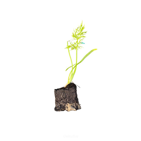 Produktfoto zu Fenchel Jungpflanzen 6 Stück