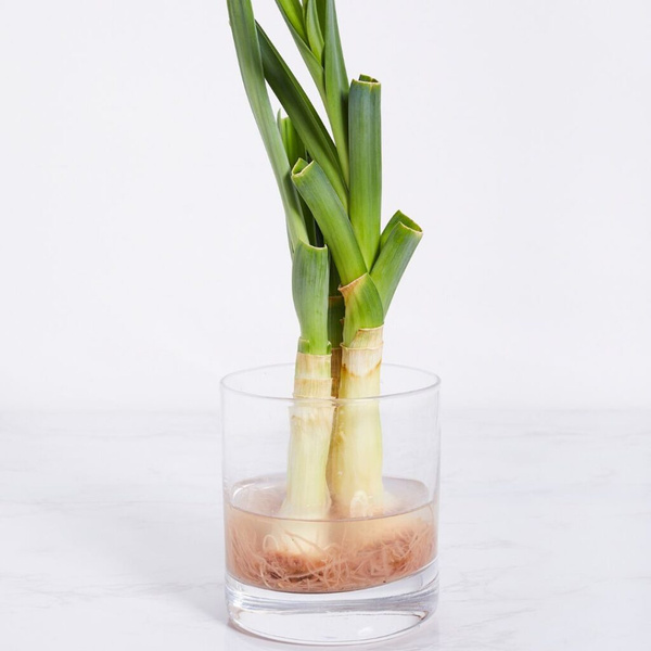 KI generiert: Das Bild zeigt einen Glasbehälter mit Wasser, in dem Frühlingszwiebeln mit sichtbaren Wurzeln wachsen. Die grünen Stängel ragen nach oben heraus.