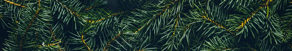 Bio-Weihnachtsbäume Hofgut Schulze Buschhoff