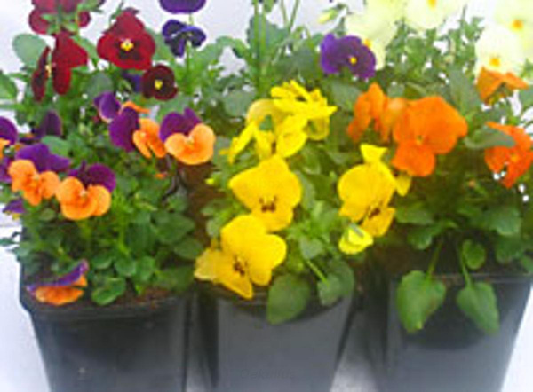 Produktfoto zu Hornveilchen