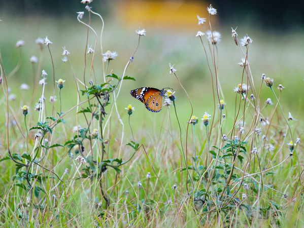 Schmetterling auf Wiese