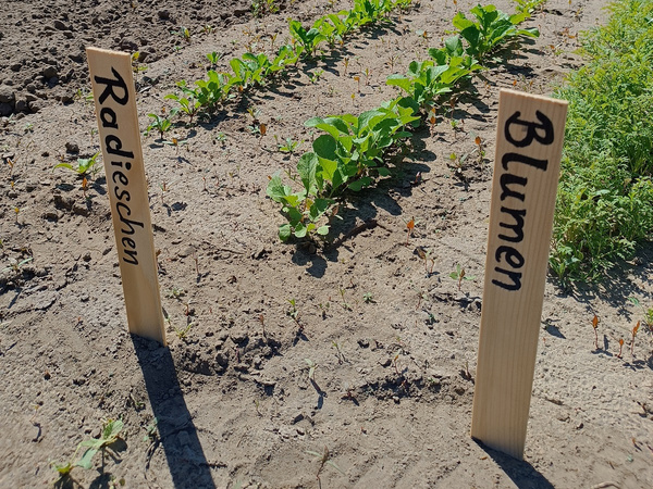KI generiert: Beet mit Radieschen und Blumen. Texte: "Radieschen" und "Blumen" auf Schildern.
