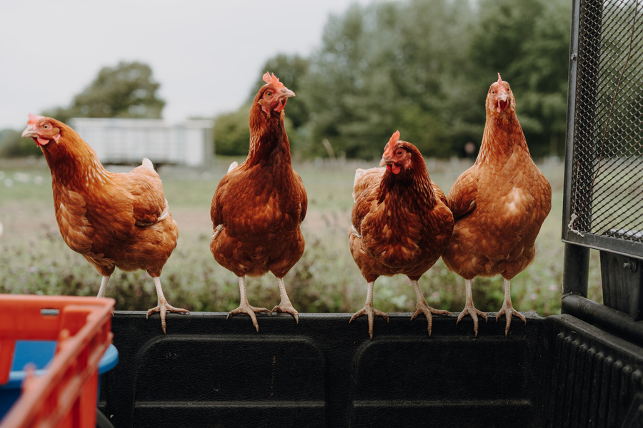 KI generiert: Vier Hühner sitzen auf einer Kante im Freien. Im Hintergrund sind Bäume zu sehen.