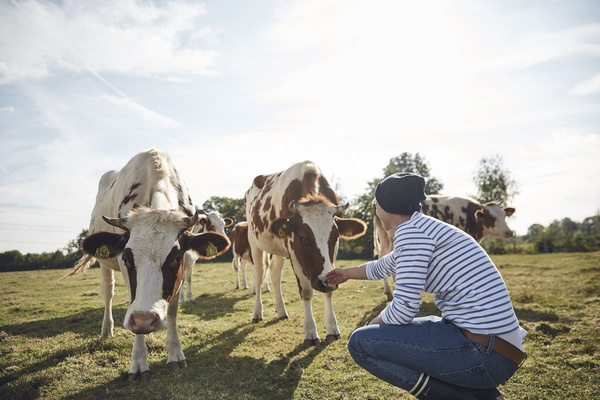 KI generiert: Das Bild zeigt eine Person, die auf einer Weide mit mehreren Kühen interagiert. Die Person füttert eine der Kühe aus der Hand.
