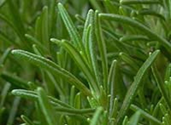 Produktfoto zu Topf Rosmarin