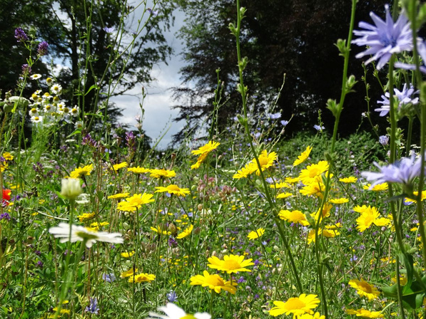 Blumenwiese am Bioland-Hofgut Schulze Buschhoff