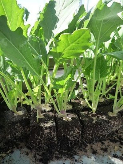 Produktfoto zu Kohlrabi, Jungpflanzen (6er)