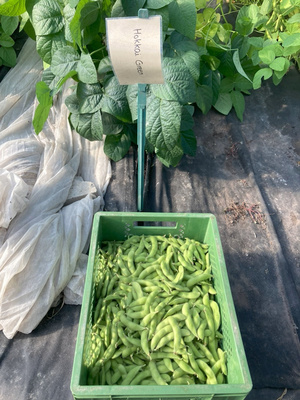KI generiert: Eine grüne Kiste voller Bohnen vor Pflanzen, mit einem Schild: "Hokkai Green".