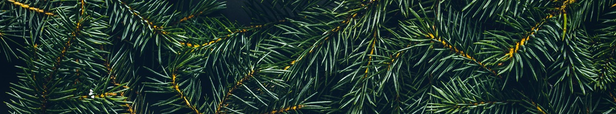 Bio-Weihnachtsbäume Hofgut Schulze Buschhoff