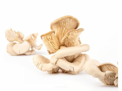 Produktfoto zu Austernseitlinge