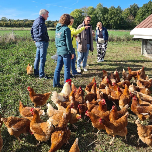 KI generiert: Menschen stehen auf einer Wiese und betrachten eine Gruppe Hühner.
