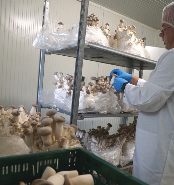 KI generiert: Das Bild zeigt eine Person in einem weißen Kittel, die Königsausternpilze in einem Anbauraum inspiziert. Im Vordergrund sieht man eine Kiste mit geernteten Pilzen.