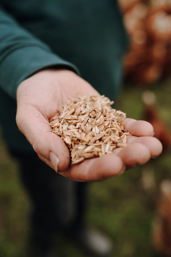 KI generiert: Eine Hand hält Getreidekörner. Im Hintergrund sind unscharf Hühner zu sehen.